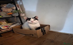 Mixed Breed cats for sale: Two male cats - Image 10