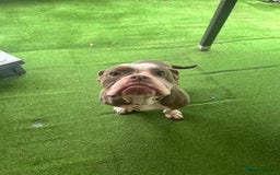 Old Tyme Bulldog dogs for sale: Old tyme bull dog male under a year old  - Image 5