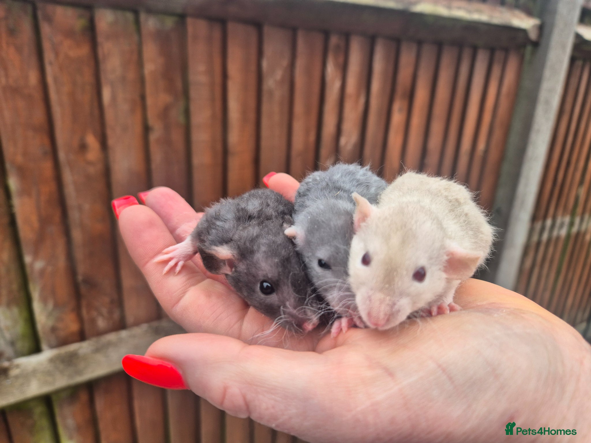 Rat rodents Male and female rats - Advert 9