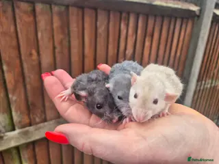 Rat rodents Male and female rats - Advert 9