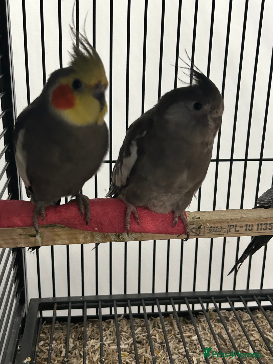 Cockatiels birds for sale: Various Stunning Baby Cockatiels  - Advert 4