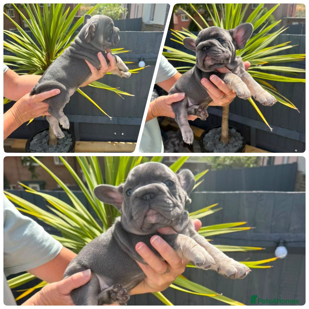 French Bulldog dogs  Beautiful French Bulldog Puppies from £1700 - Advert 2