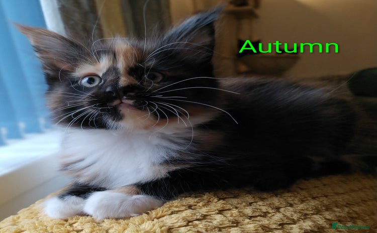 Maine Coon cats - Advert 1