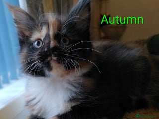 Maine Coon cats - Advert 11