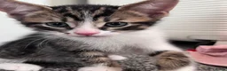 Mixed Breed cats for sale: 5 kittens for sale  in Slough - Advert 25