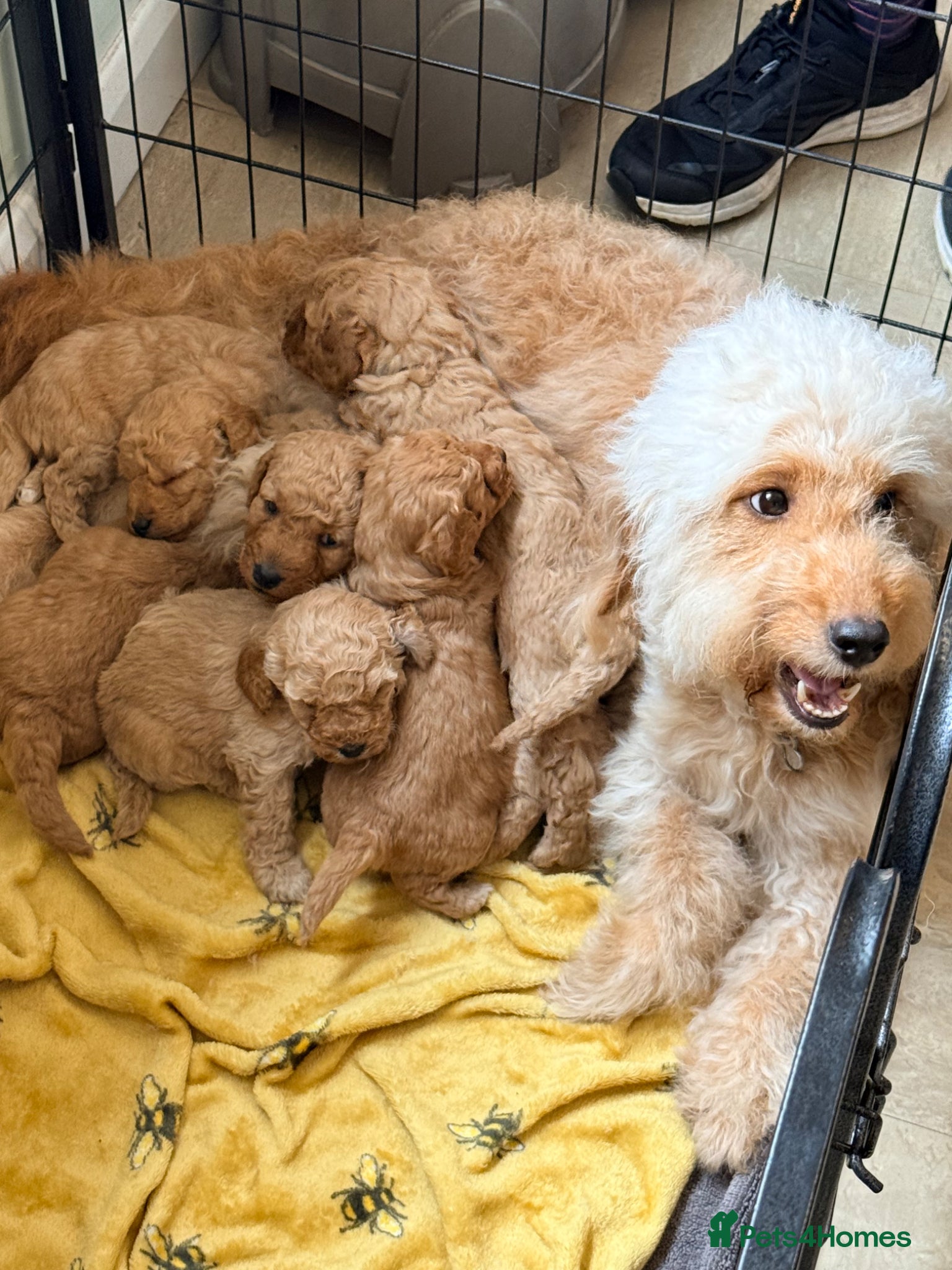 Labradoodle dogs Adorable miniature multigenerational Labradoodle  - Advert 1