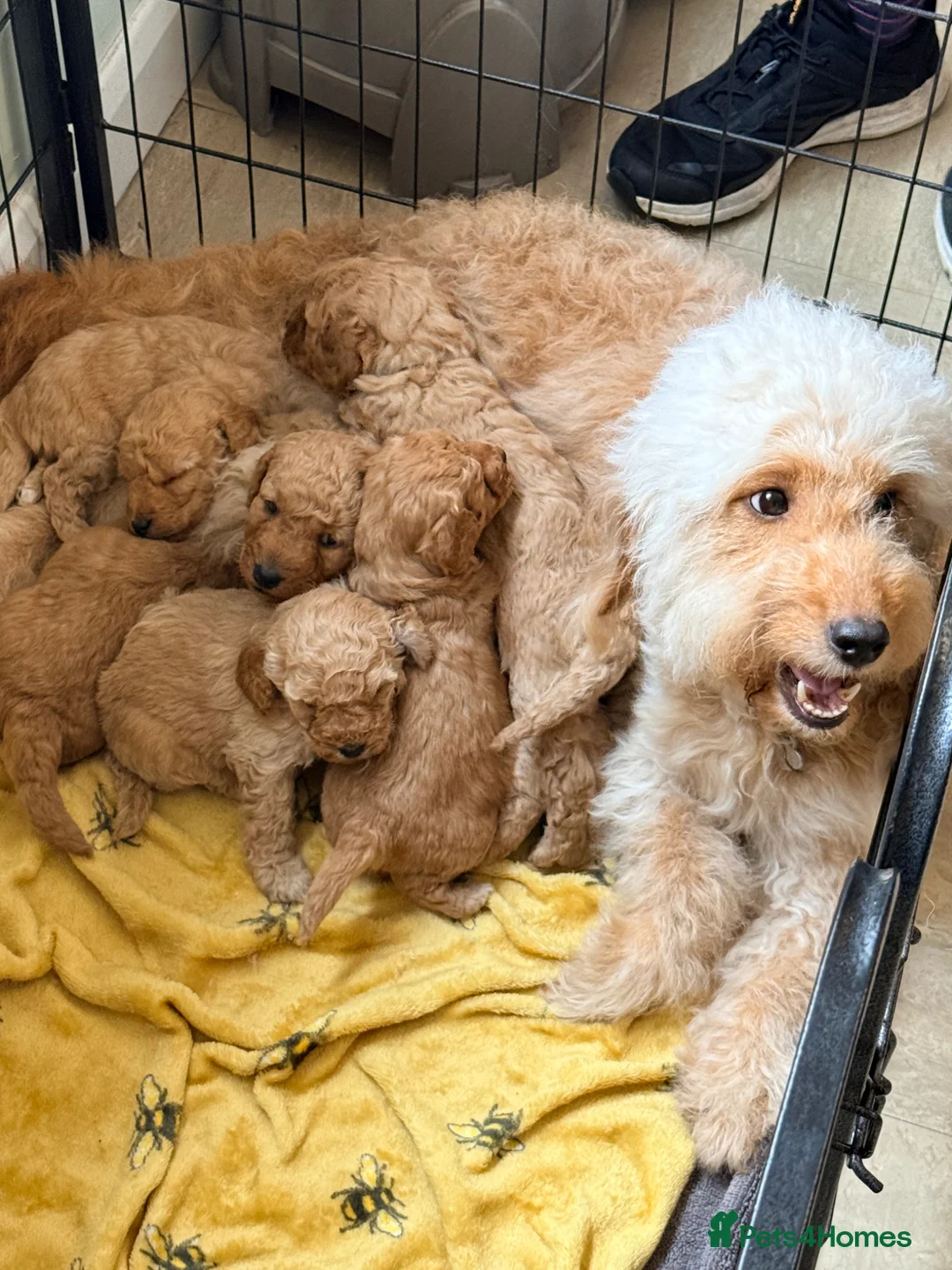 Labradoodle dogs for sale: Adorable miniature multigenerational Labradoodle  in Dereham - Advert 1