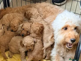 Labradoodle dogs Adorable miniature multigenerational Labradoodle - Advert 1