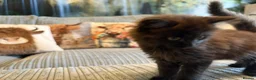 Ragdoll cats for sale: Gorgeous male brown ragdoll cross kitten for sale - Advert 16