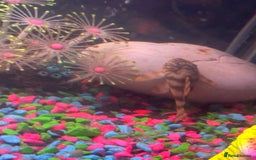 Plecos fish for sale: L015 candy stripped pleco - Image 7
