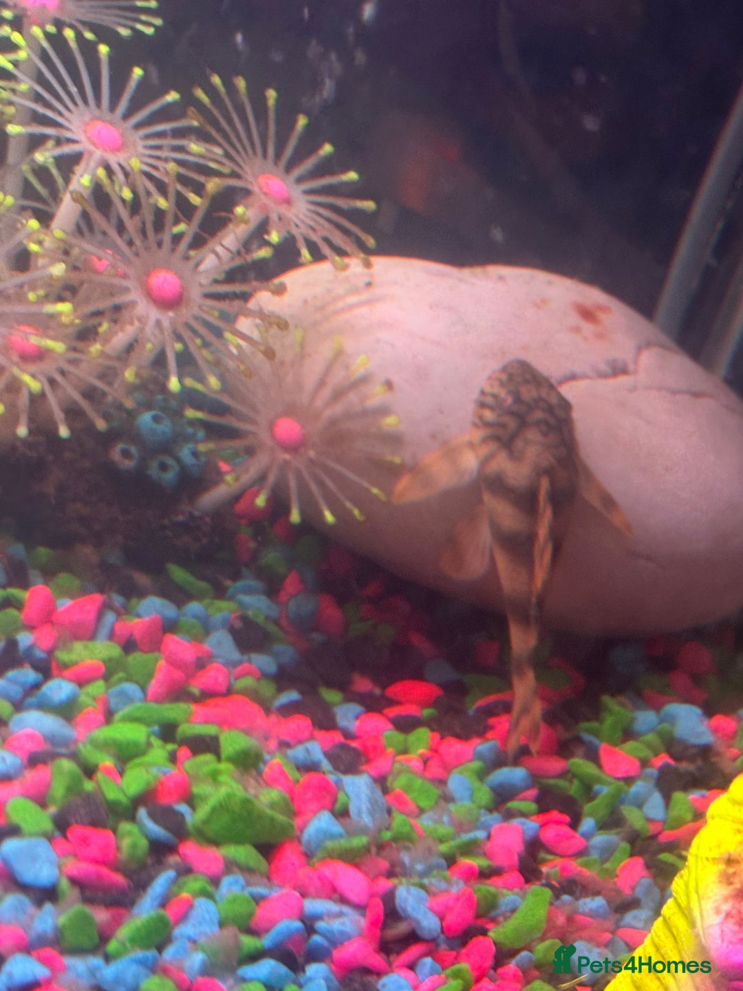 Plecos fish for sale: L015 candy stripped pleco - Image 7