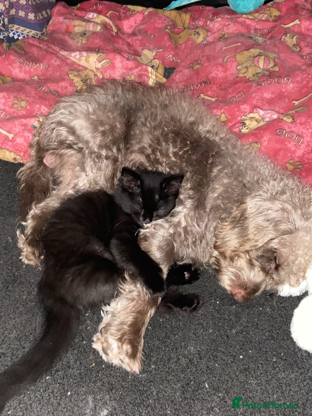 Cockapoo dogs for sale: Male cockapoo - Advert 13