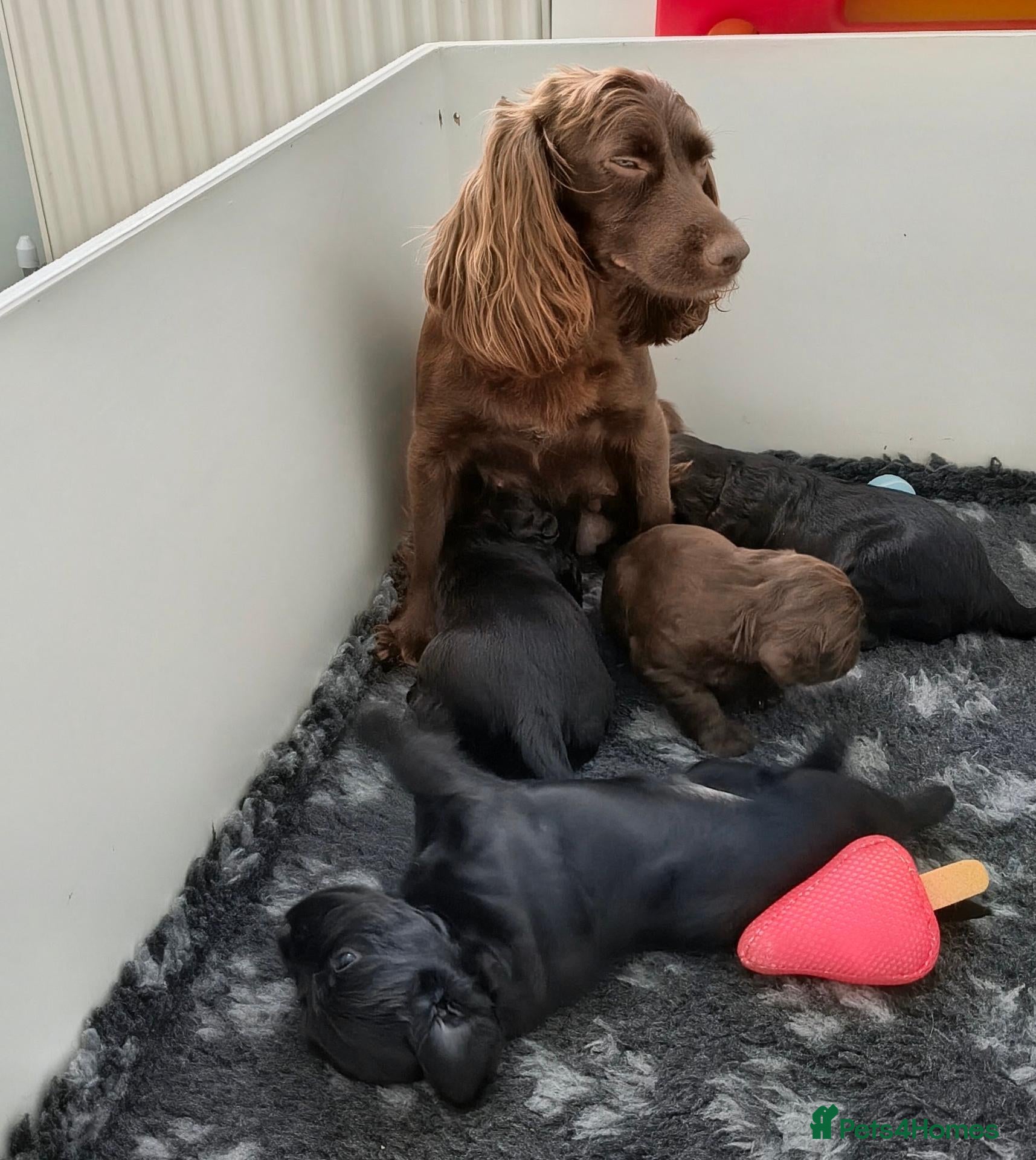 Cocker Spaniel dogs K C Reg working cocker spaniels foe sale - Advert 6