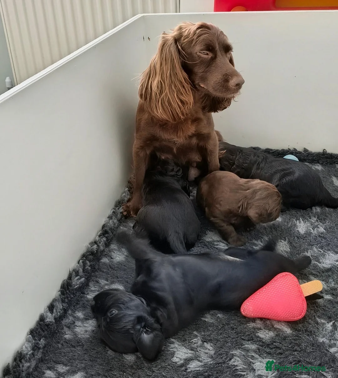 Cocker Spaniel dogs for sale: K C Reg working cocker spaniels foe sale in Ellesmere Port - Advert 1