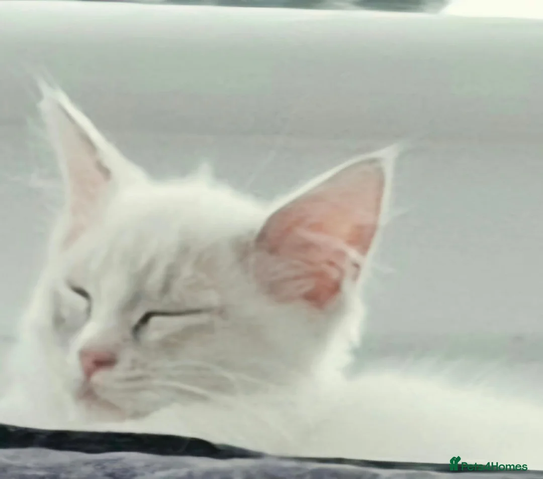 Ragdoll cats for sale: REDUCED Gorgeous Ragdoll  - Advert 1