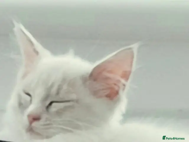 Ragdoll cats REDUCED Gorgeous Ragdoll - Advert 5