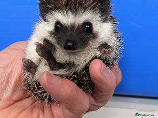Pygmy Hedgehog rodents Stunning black assorted masked 8wk babies ready ! - Advert 2