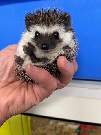 Pygmy Hedgehog rodents - Advert 1