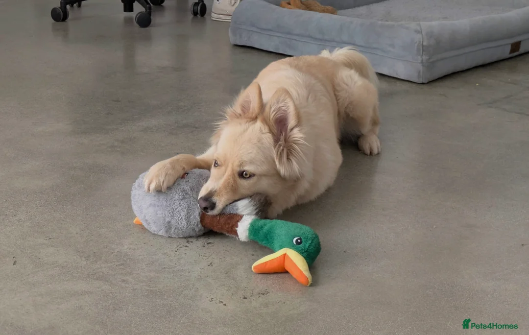 Mixed Breed dogs for sale: 🍟Potato Chip🥔 sweet girl looking for loving home - Advert 2