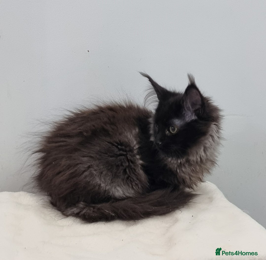 Maine Coon cats for sale: Pedigree Maine Coon Kittens for sale  - Advert 16