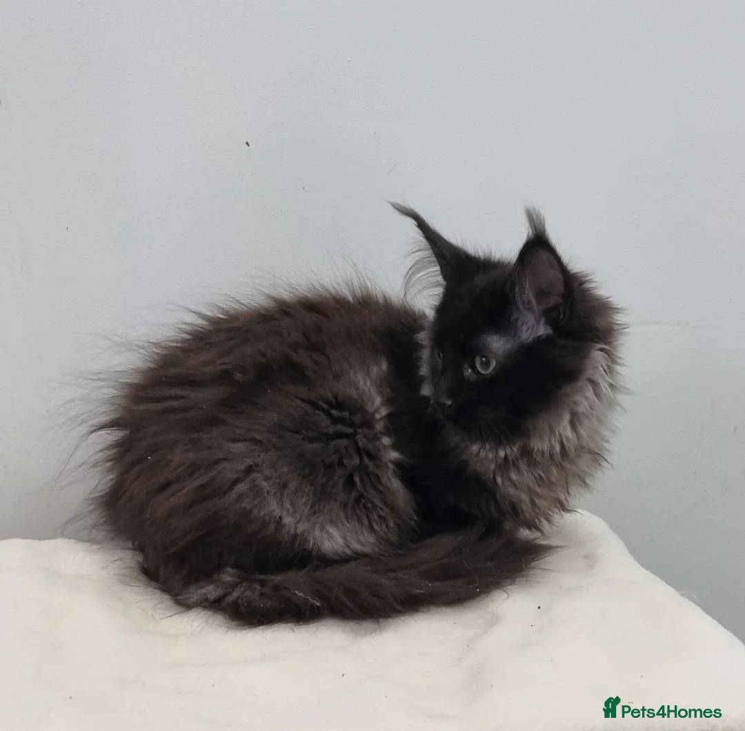 Maine Coon cats for sale: Pedigree Maine Coon Kittens for sale  - Advert 16