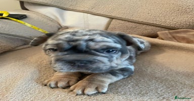 French Bulldog dogs - Advert 1