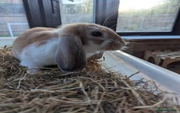 Mixed Breed rabbits for sale: Mixed lop English dot baby rabbit  - Image 2