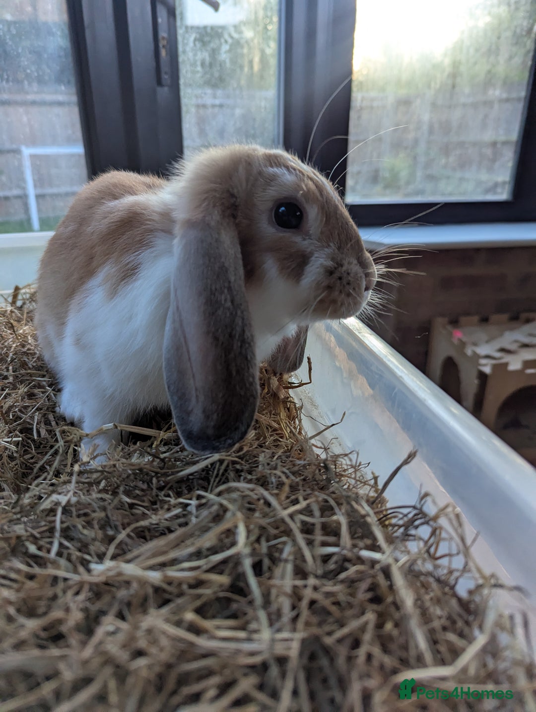 Mixed Breed rabbits for sale: Mixed lop English dot baby rabbit  - Image 2