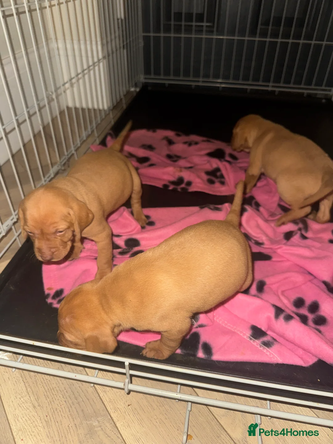 Hungarian Vizsla dogs for sale: Hungarian Vizsla KC Puppies excellent Pedigree - Advert 13