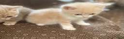 Munchkin cats for sale: Full Pedigree Munchkin Kittens - Advert 8