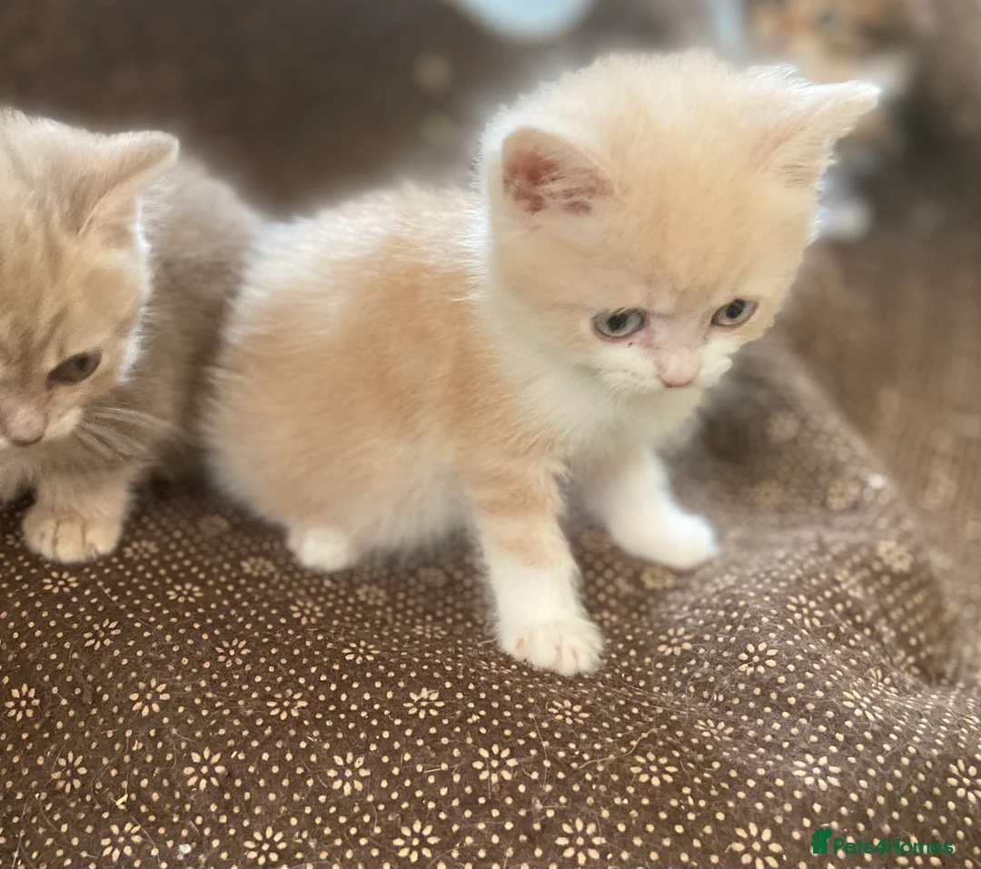 Munchkin cats for sale: Full Pedigree Munchkin Kittens - Advert 8