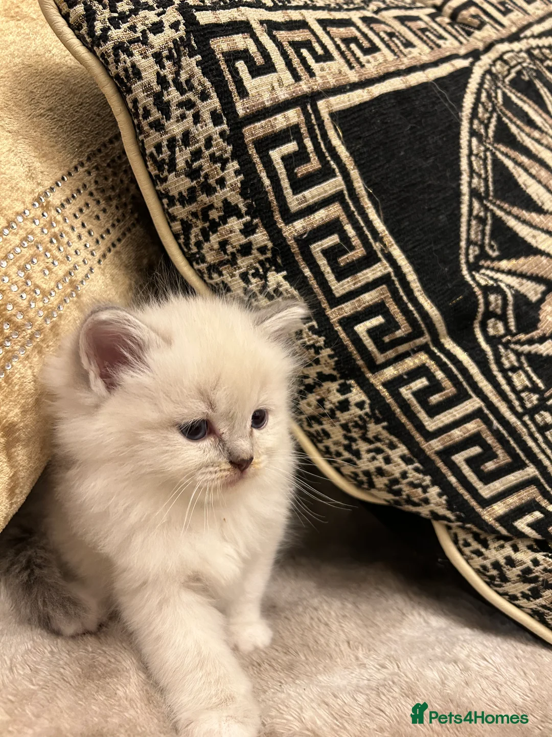 Ragdoll cats for sale: Beautiful Ragdolls ( 1 FEMALE LEFT!! )  - Advert 3