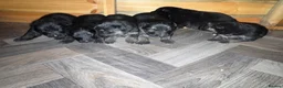 German Shepherd dogs for sale: Kc reg German German shepherd puppies - Advert 3