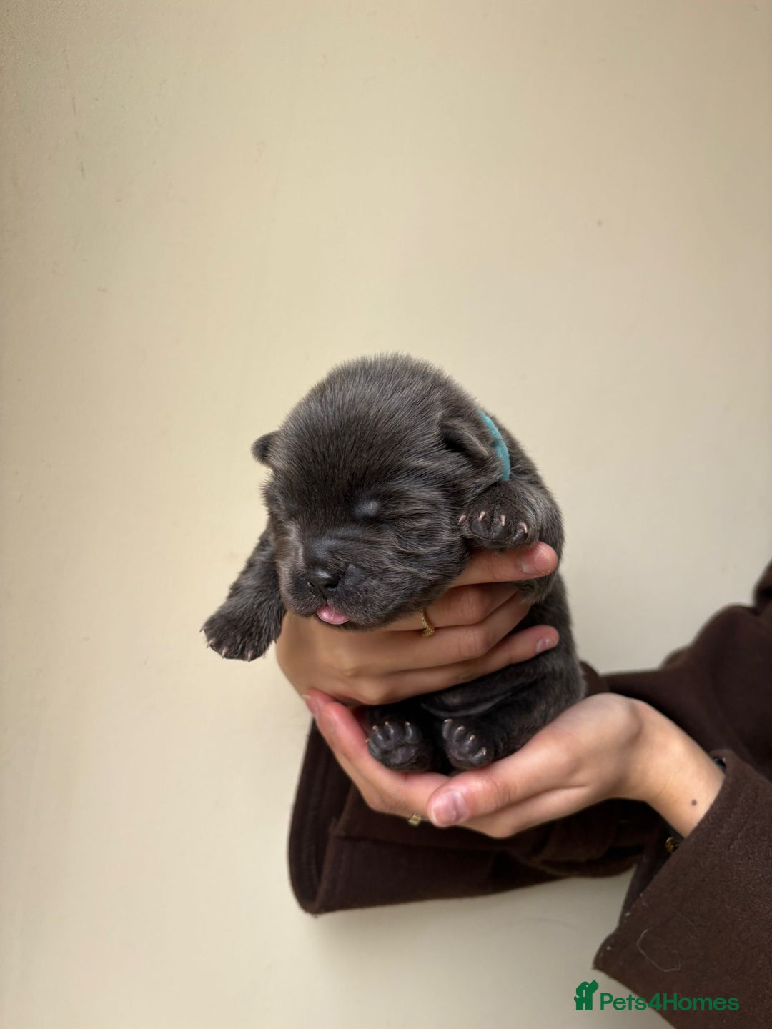 Chow Chow dogs for sale: Beautiful Black and Blue Chow Chow 🖤💙 - Advert 8