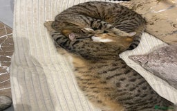 Mixed Breed cats for sale: Mixed breed  - Image 5