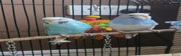 Budgerigars birds for sale: Male and female Budgies - Advert 3