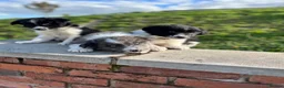 Border Collie dogs for sale: Beautiful Border Collie Puppies  - Advert 3