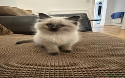 Ragdoll cats for sale: Beautiful Ragdoll Kittens for sale - Advert 4