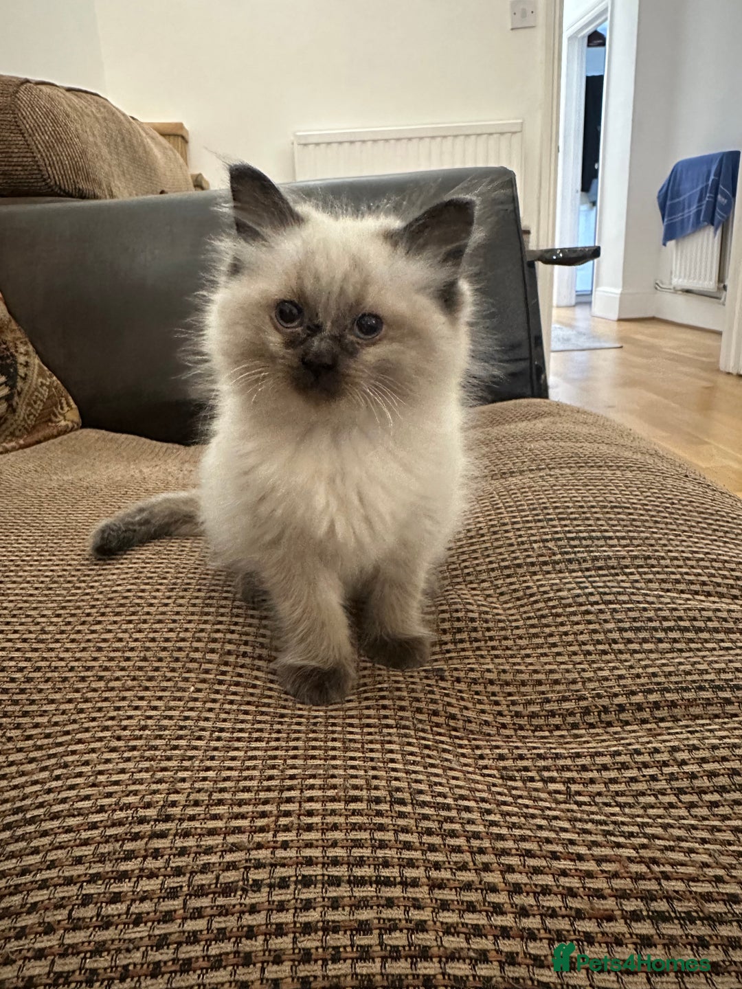 Ragdoll cats for sale: Beautiful Ragdoll Kittens for sale - Advert 4