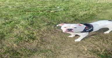 Olde English Bulldogge dogs - Advert 5