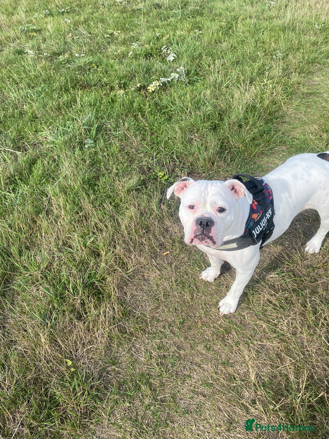 Olde English Bulldogge dogs for sale: Good home needed - Image 3