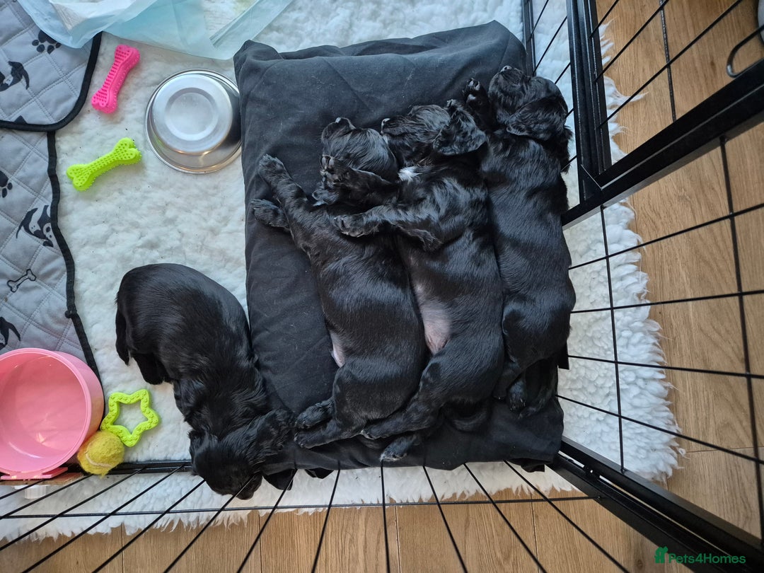 Cocker Spaniel dogs for sale: Stunning Working Cocker Spaniels - Advert 11