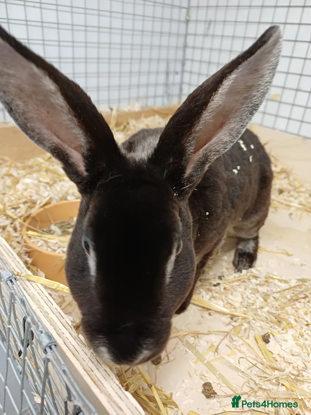 Rex rabbits for sale: 9 MINI REX BABY RABBITS FOR SALE  - Advert 8