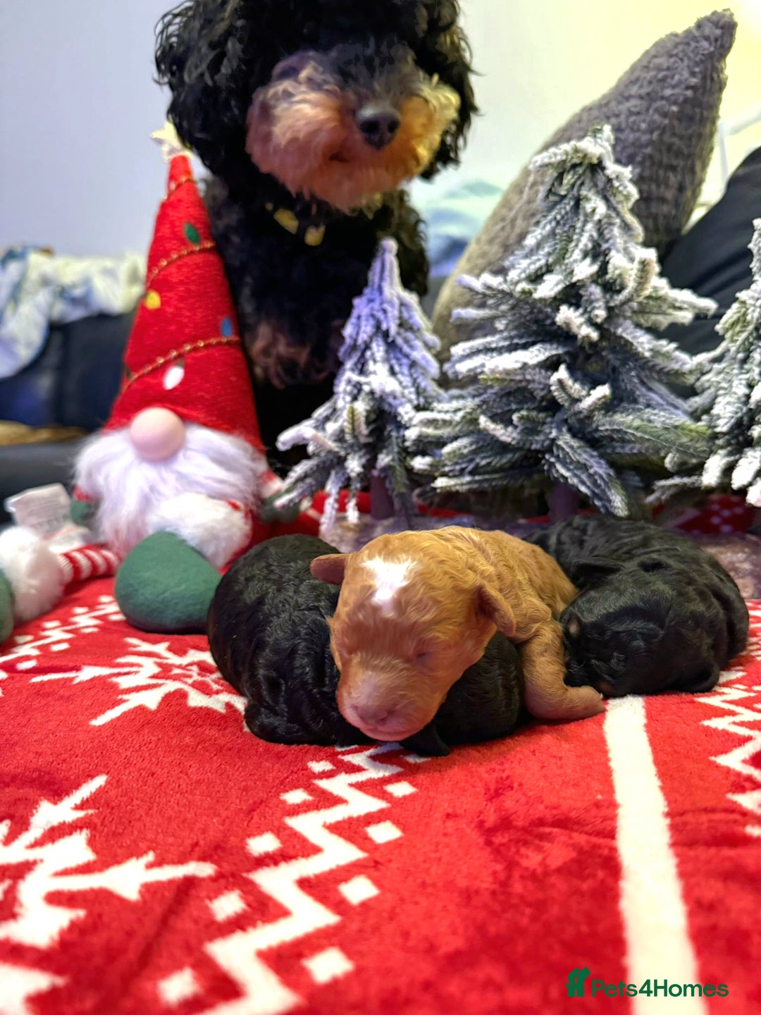 Toy Poodle dogs for sale: Beautiful Red & Phantom Toy Poodle's! KCregistered - Advert 17