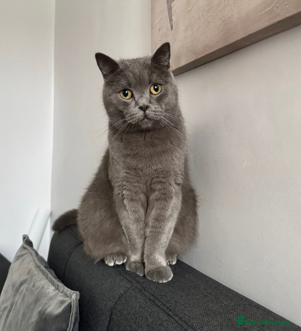 British Shorthair cats British shorthair for sale  - Advert 2
