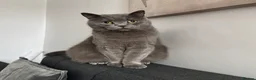 British Shorthair cats for sale: British shorthair for sale  in Birmingham - Advert 1