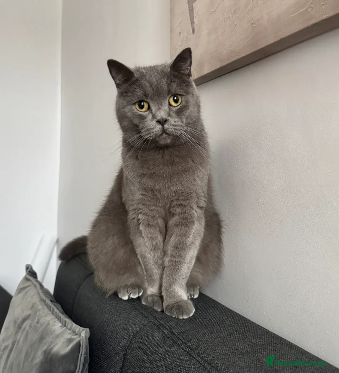 British Shorthair cats for sale: British shorthair for sale  in Birmingham - Advert 1