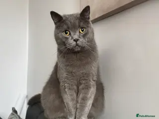 British Shorthair cats British shorthair for sale - Advert 2