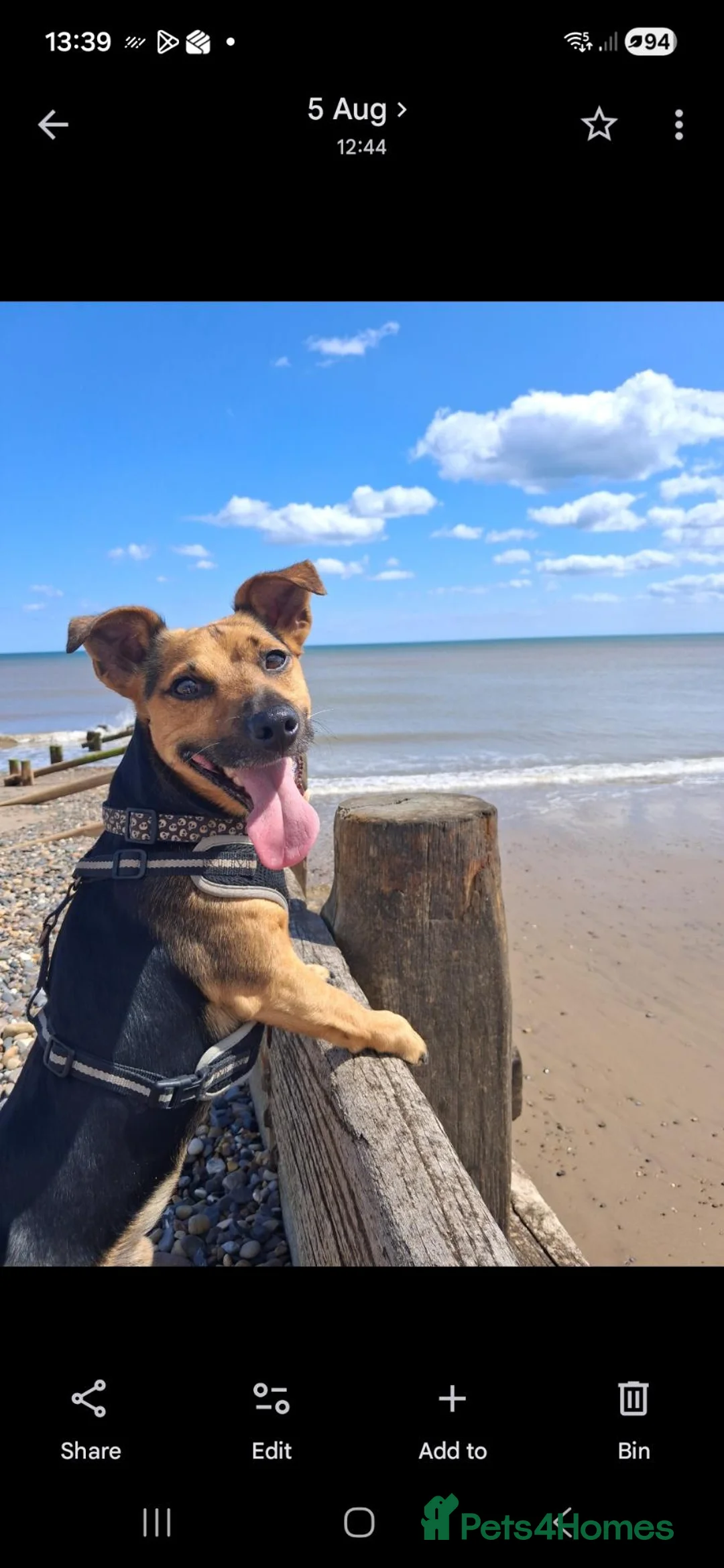 Jack Russell dogs for stud: Jack Russell for stud in Hull - Advert 1