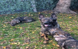 German Shepherd dogs for sale: German Shepherd puppies  - Image 1